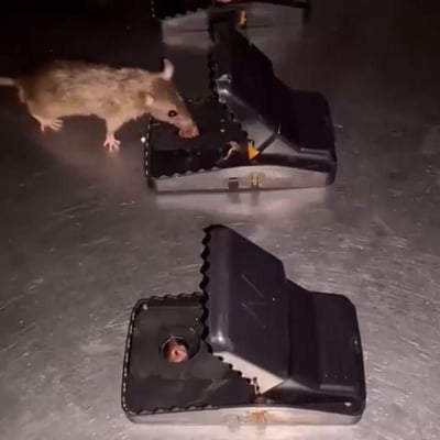 🔥Large Powerful Rat Traps🔥